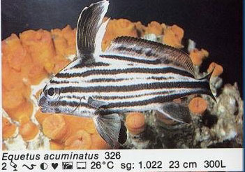 Equetus acuminatus